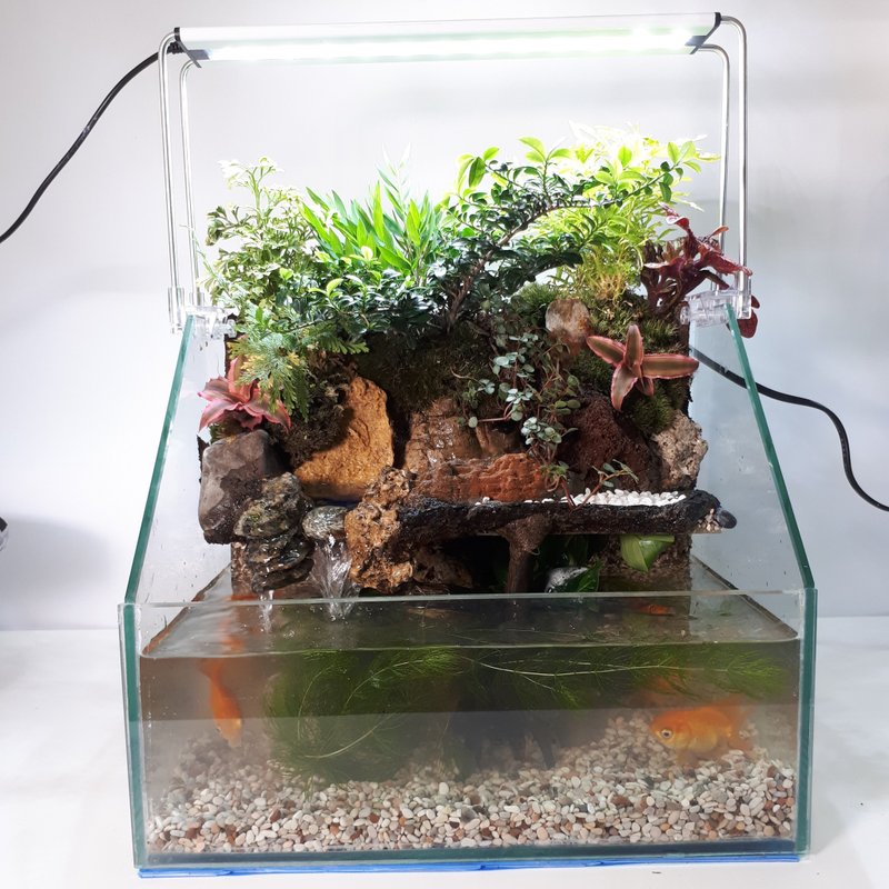 开运生态造景鱼缸AC-30斜切型 居家风水最耀眼的摆饰 - 植栽/盆栽 - 玻璃 