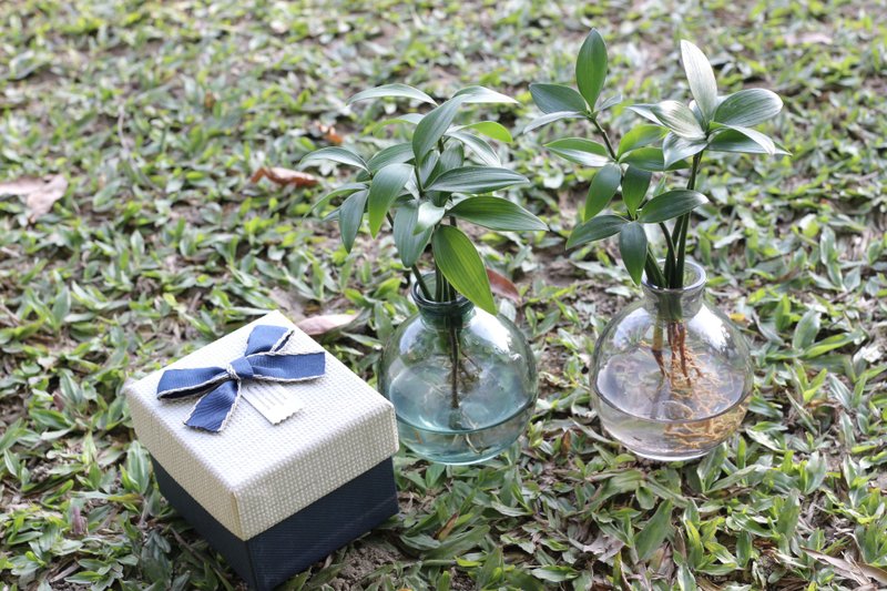 水培植栽│竹柏_平安语植物 室内植物 办公室盆栽 店内布置 送礼 - 植栽/盆栽 - 玻璃 