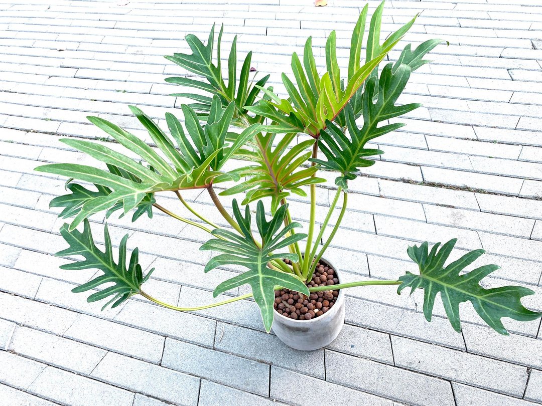 大盆奥利多 l 植栽 盆栽 室内植物 办公室盆栽 居家生活 水泥盆栽 - 植栽/盆栽 - 水泥 