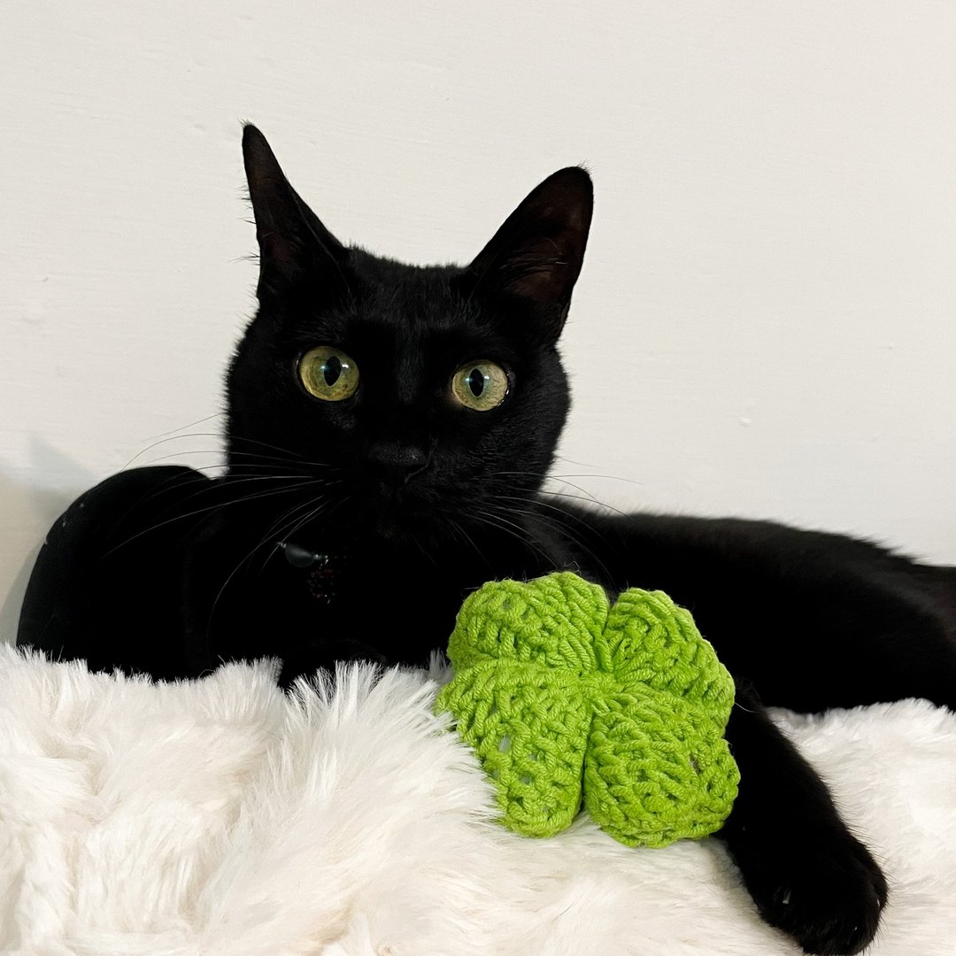 编织幸运草/猫草包/猫玩具/狗玩具/啾啾声 - 玩具 - 棉 