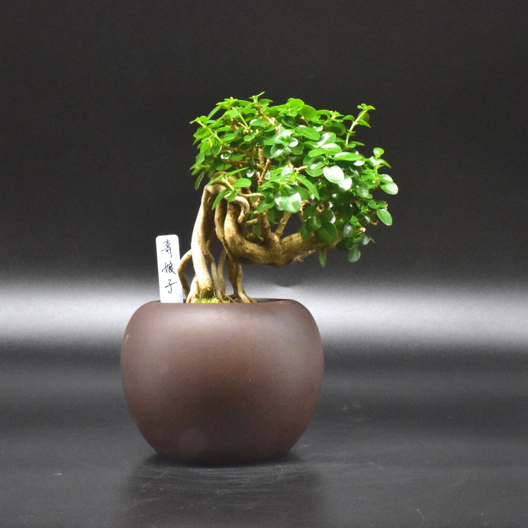 寿娘子 Headache Premna - 植栽/盆栽 - 植物．花 