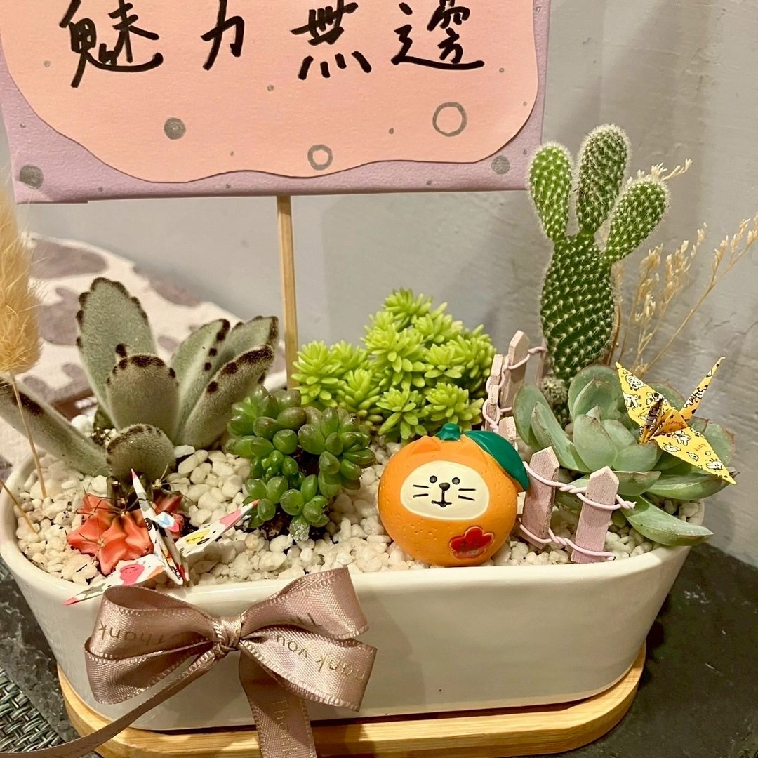 大吉大利 橘子猫 台中 多肉组盆 多肉植物 日本decole 开幕庆祝 - 植栽/盆栽 - 植物．花 绿色