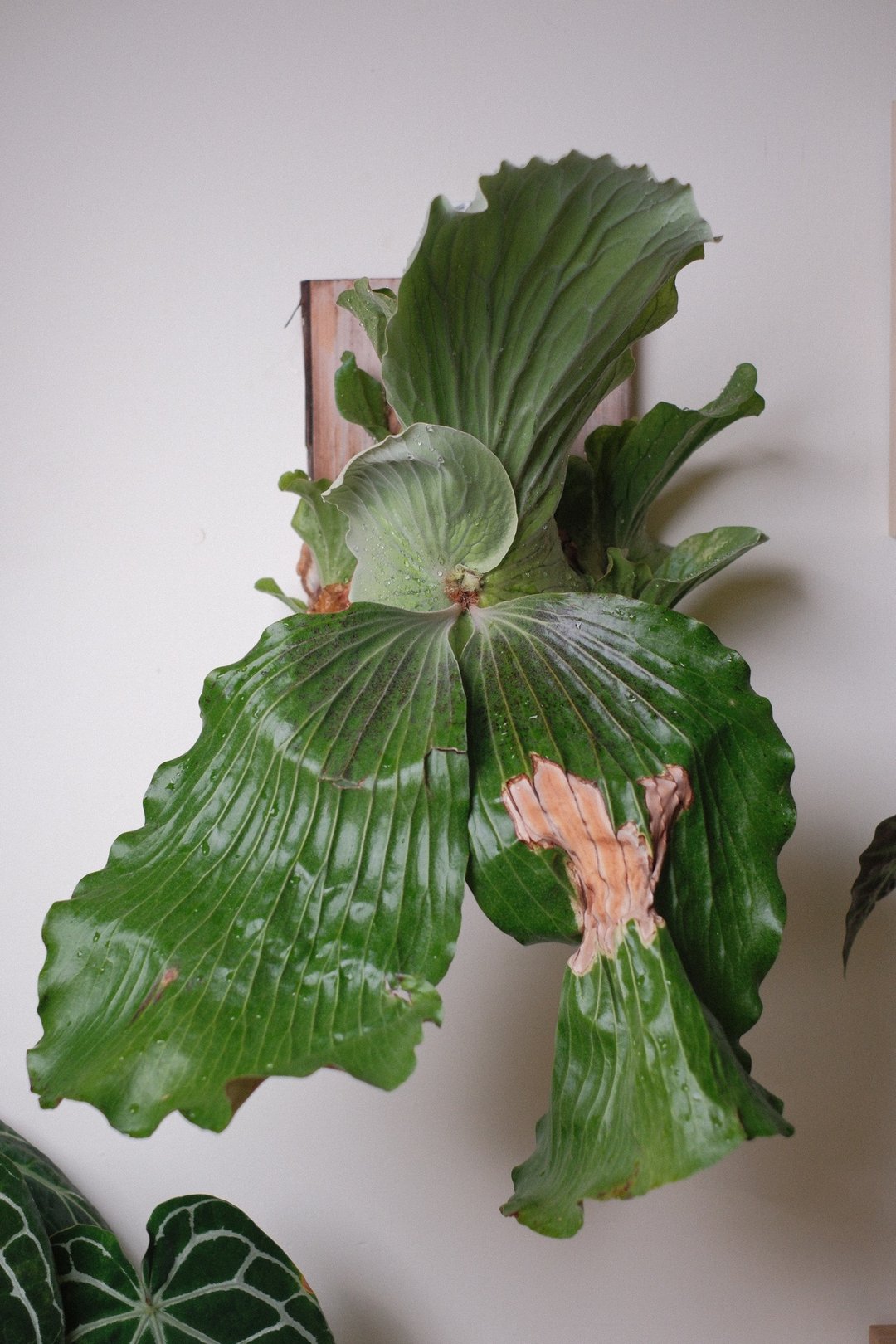 象耳鹿角蕨/鹿角蕨 - 植栽/盆栽 - 植物．花 