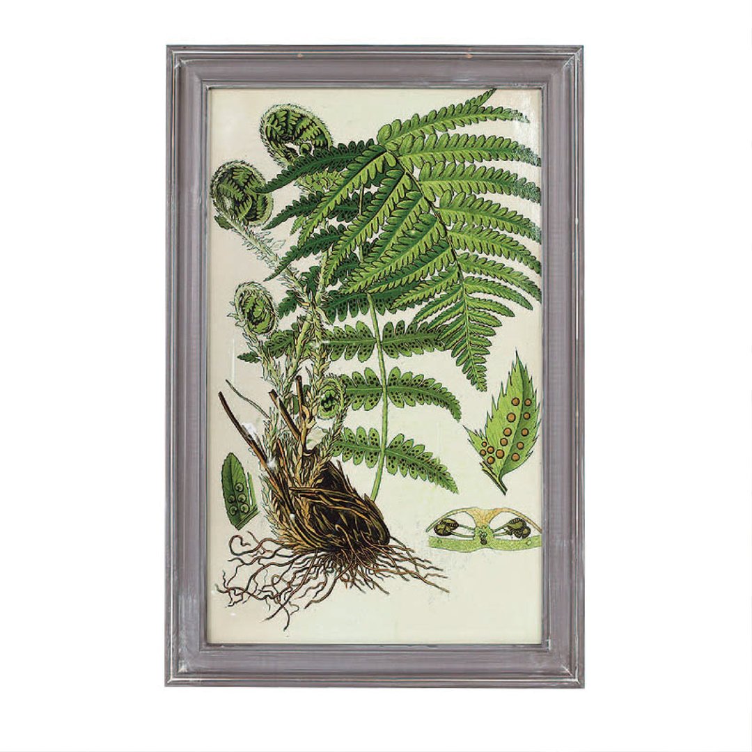 DULTON 植物海报含框 E type - 海报/装饰画/版画 - 纸 多色