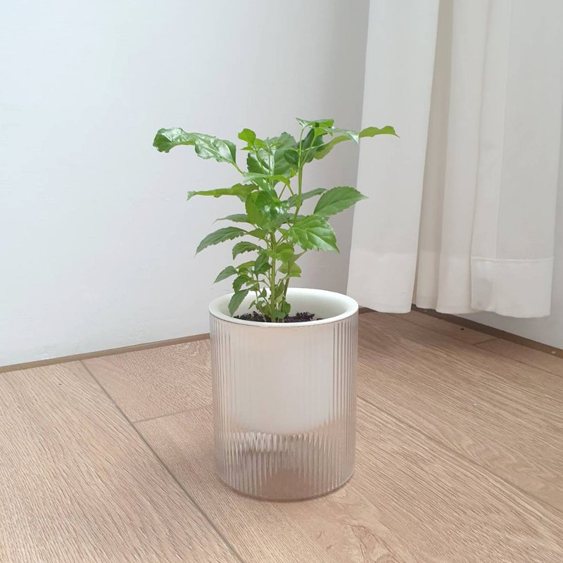 进财树盆栽 自动吸水设计 招财风水首选 - 植栽/盆栽 - 塑料 绿色