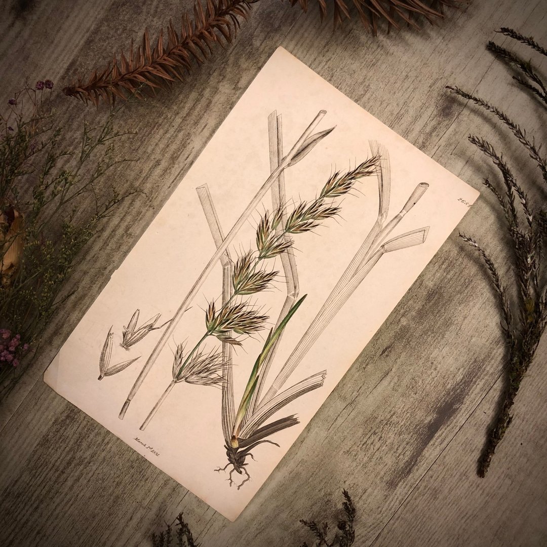 英国出版English Botany百年植物版画 - 其他 - 纸 绿色