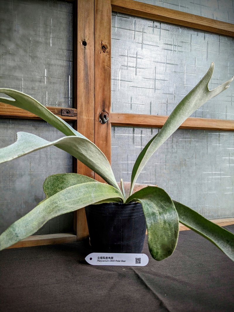 北极熊鹿角蕨 Platycerium stemaria (P. Beauv.) Desv - 植栽/盆栽 - 植物．花 绿色