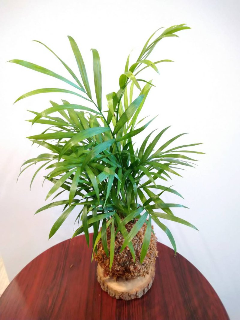 苔球植物　袖珍椰子　室内观赏植物 - 植栽/盆栽 - 植物．花 绿色