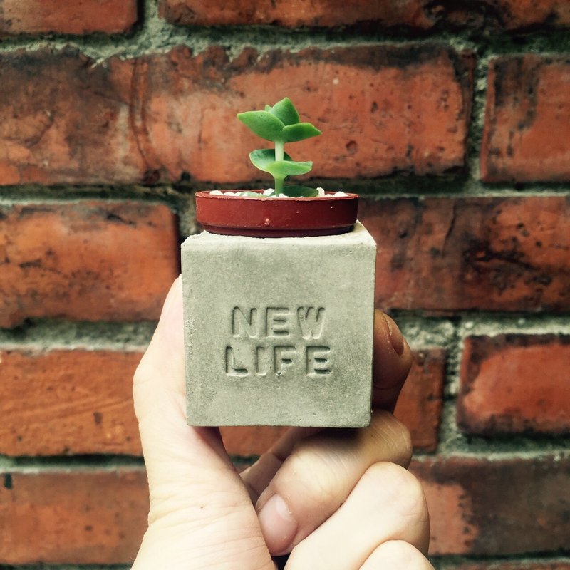New life新生活新的开始～多肉磁铁盆栽 - 植栽/盆栽 - 水泥 灰色