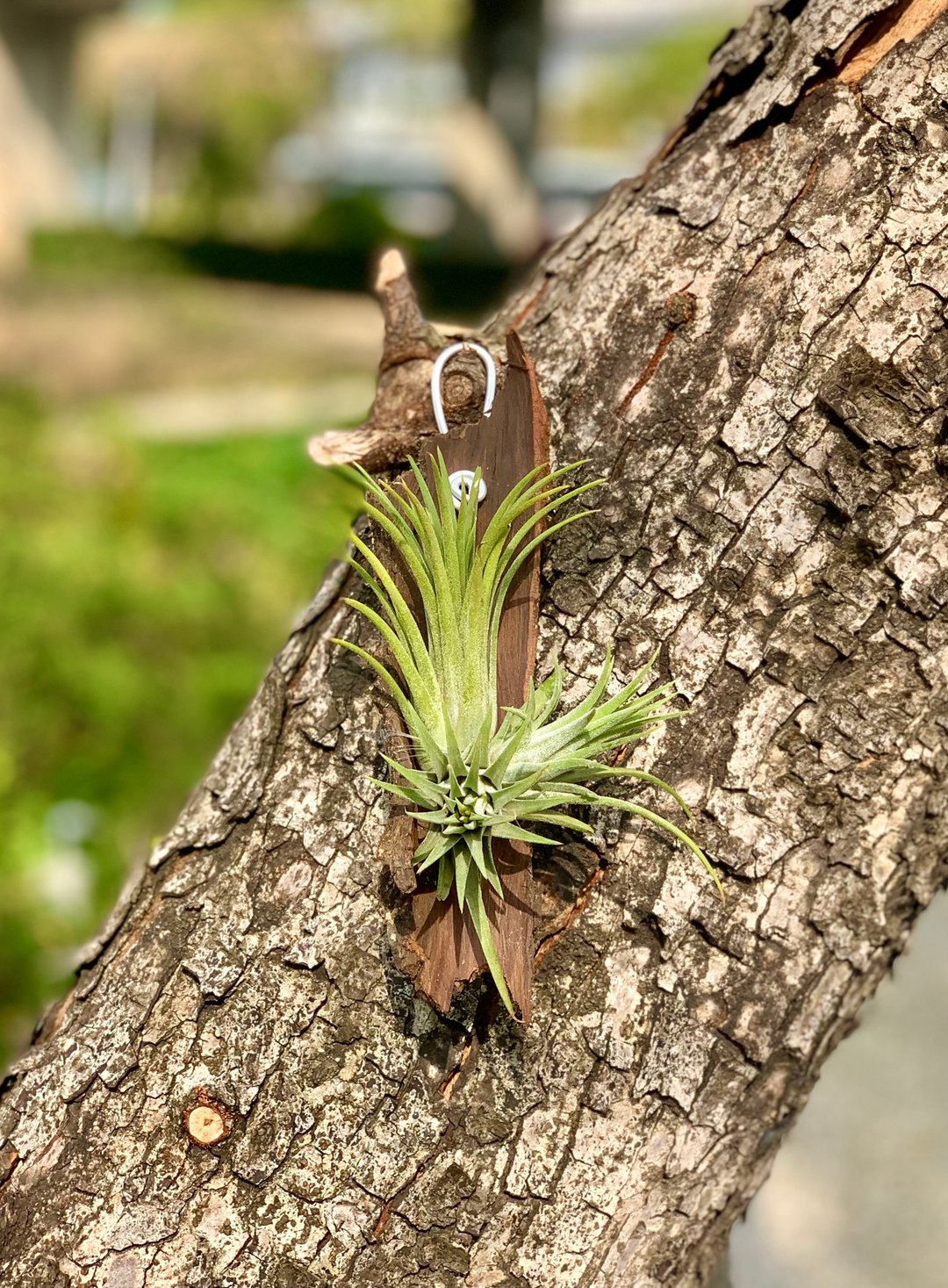 落入丛林的精灵们 - 植栽/盆栽 - 植物．花 绿色