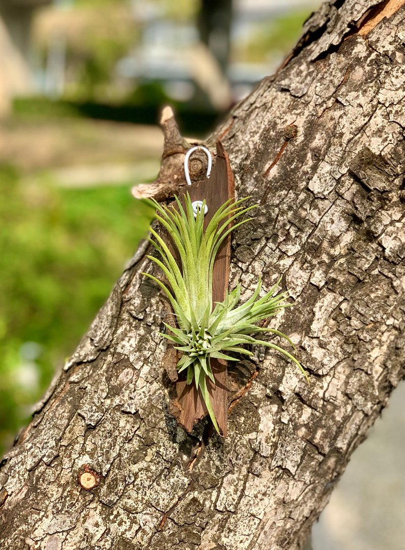 落入丛林的精灵们 - 植栽/盆栽 - 植物．花 绿色