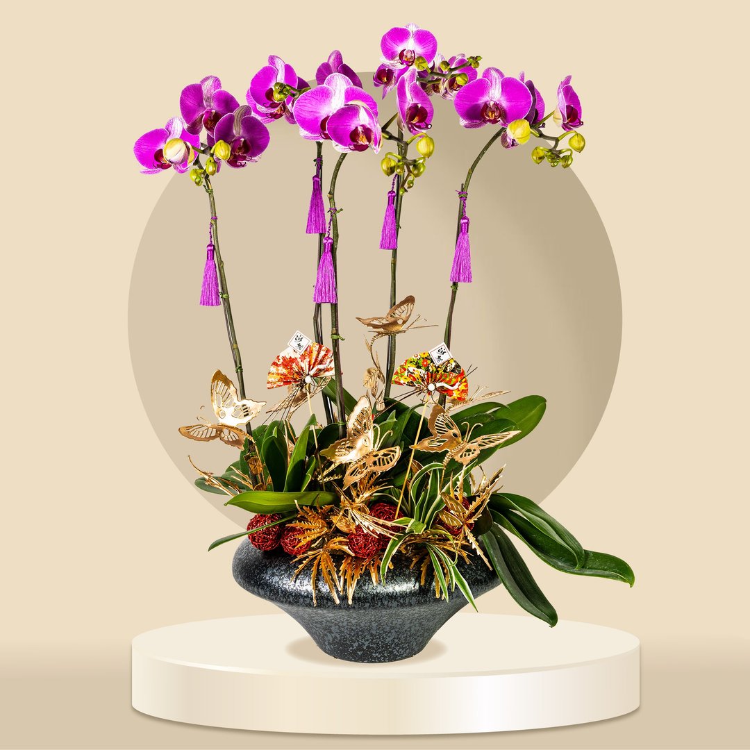 大花蝴蝶兰情人2号5棵 (GF00064) 兰花 新春兰花 年花 自家兰花园 - 植栽/盆栽 - 植物．花 