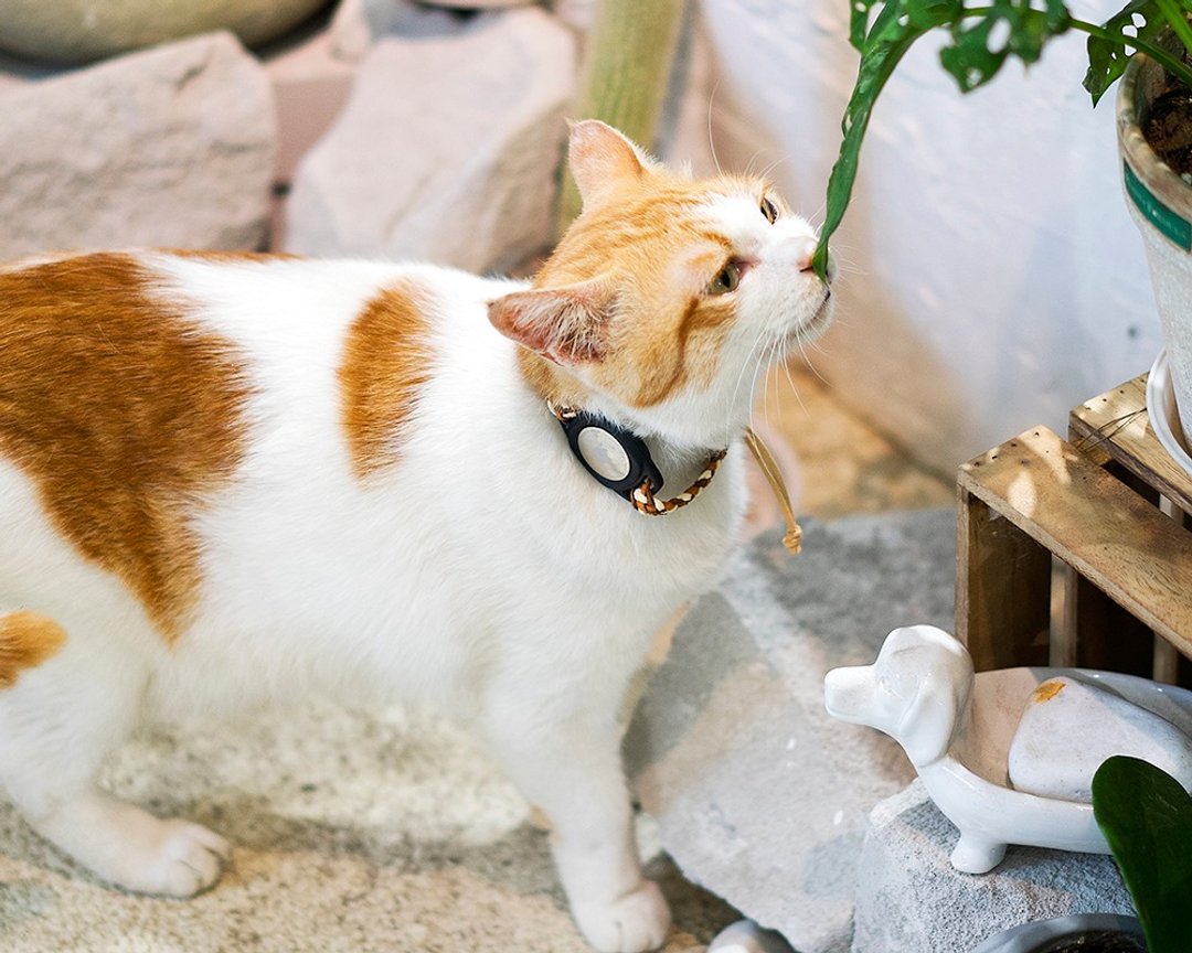 客制化宠物猫咪柔软项圈防走丢 - 项圈/牵绳 - 棉 