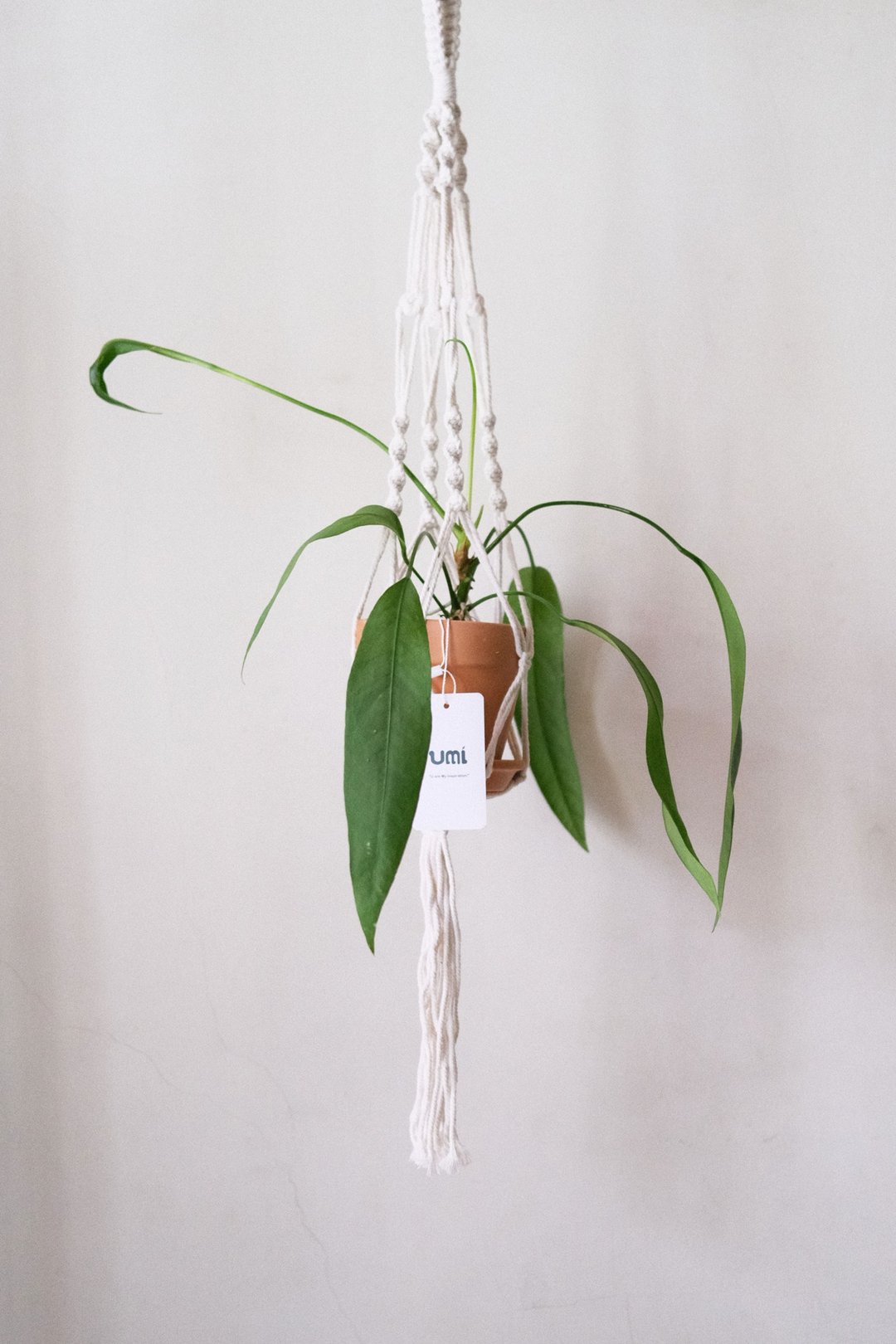 飘带火鹤 Anthurium vittarifolium x 麻绳吊绳/一物一拍 - 植栽/盆栽 - 植物．花 