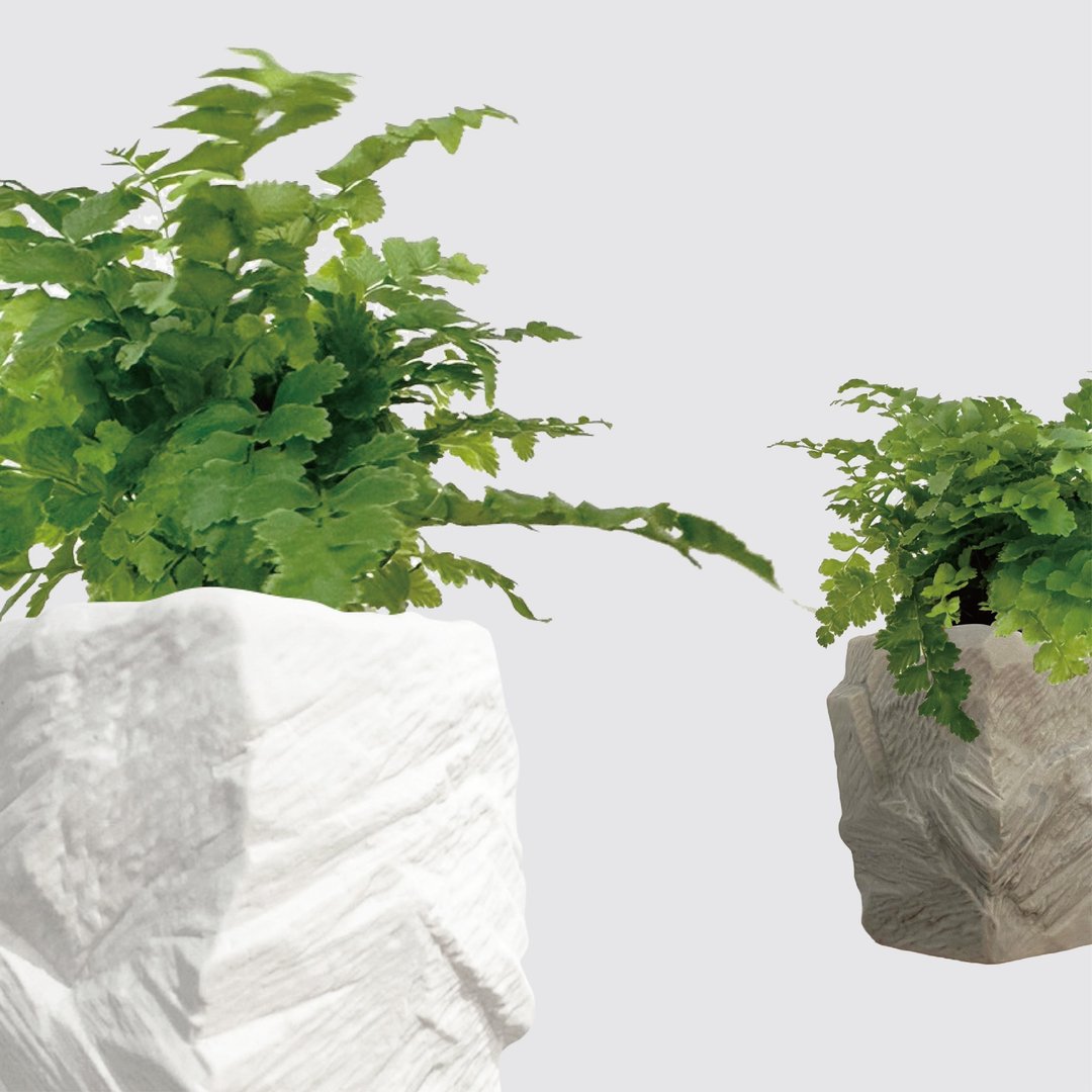 │ 方盆系列 │澎湖蕨 - 空气净化 陶瓷盆器 水耕植物 室内盆栽 - 植栽/盆栽 - 陶 