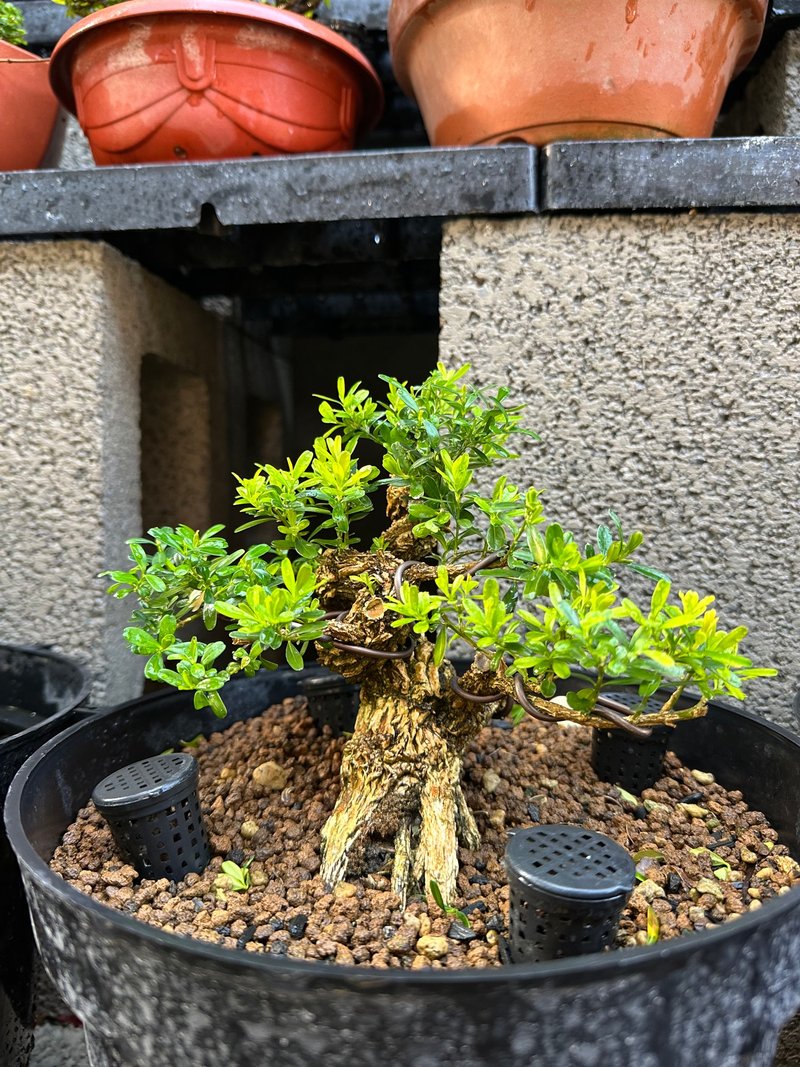 小品盆栽・雀舌黄杨 - 植栽/盆栽 - 植物．花 