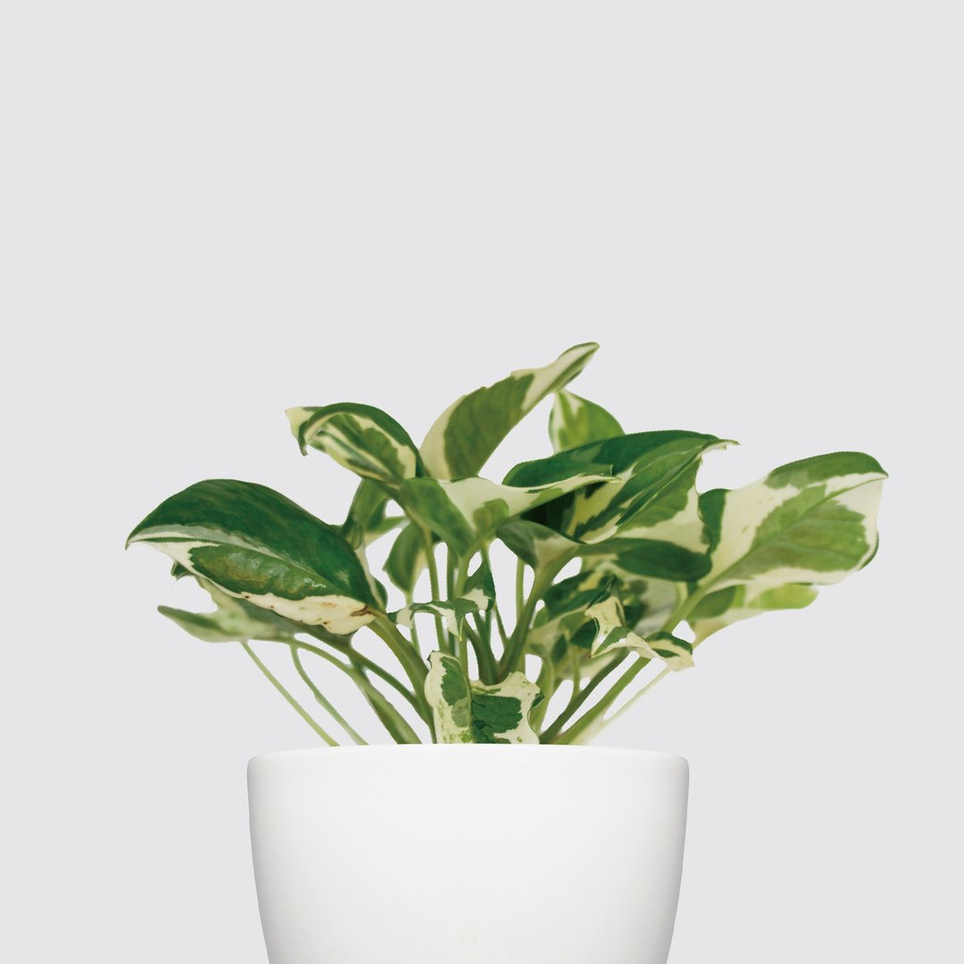 │犀力系列 │日本白金葛 - 水耕植物 室内盆栽 自动补水 - 植栽/盆栽 - 植物．花 