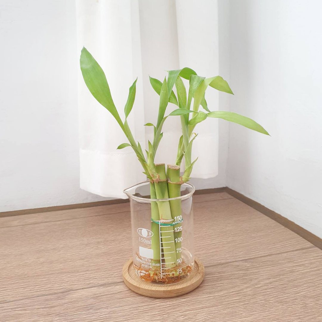 开运竹 水耕植物 - 植栽/盆栽 - 玻璃 透明