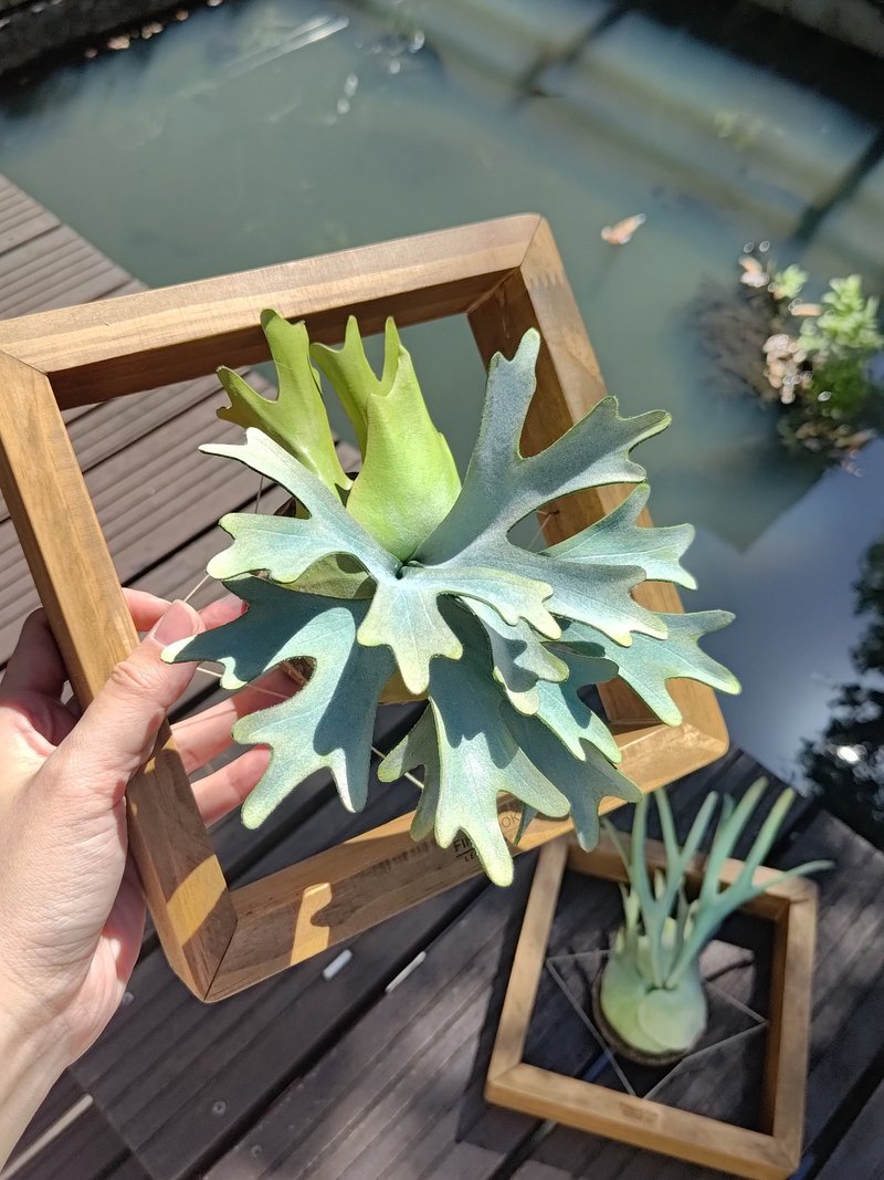 P.willinckii 'OMG' 侏儒爪哇 鹿角蕨 皮革工艺 - 摆饰 - 真皮 绿色