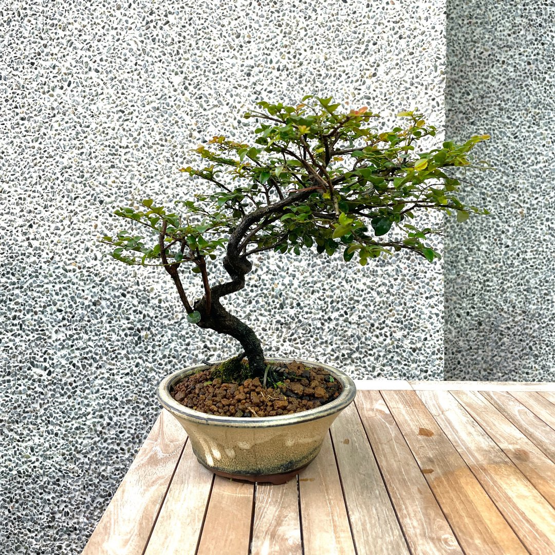 小品盆栽-枫港柿 紫檀 盆景 - 植栽/盆栽 - 植物．花 