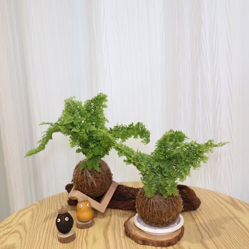 |蕾丝蕨苔球| 赠送塑胶底座 / 植男人绅 手作苔球 - 植栽/盆栽 - 植物．花 绿色
