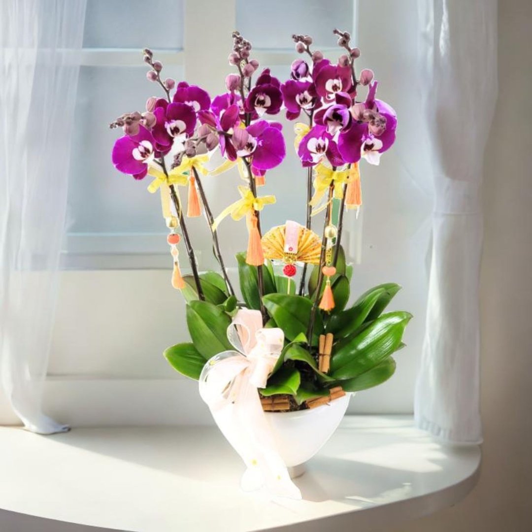 格兰花店 - 米歇尔大花蝴蝶兰8棵配喜庆挂饰 (GF00309) - 植栽/盆栽 - 植物．花 