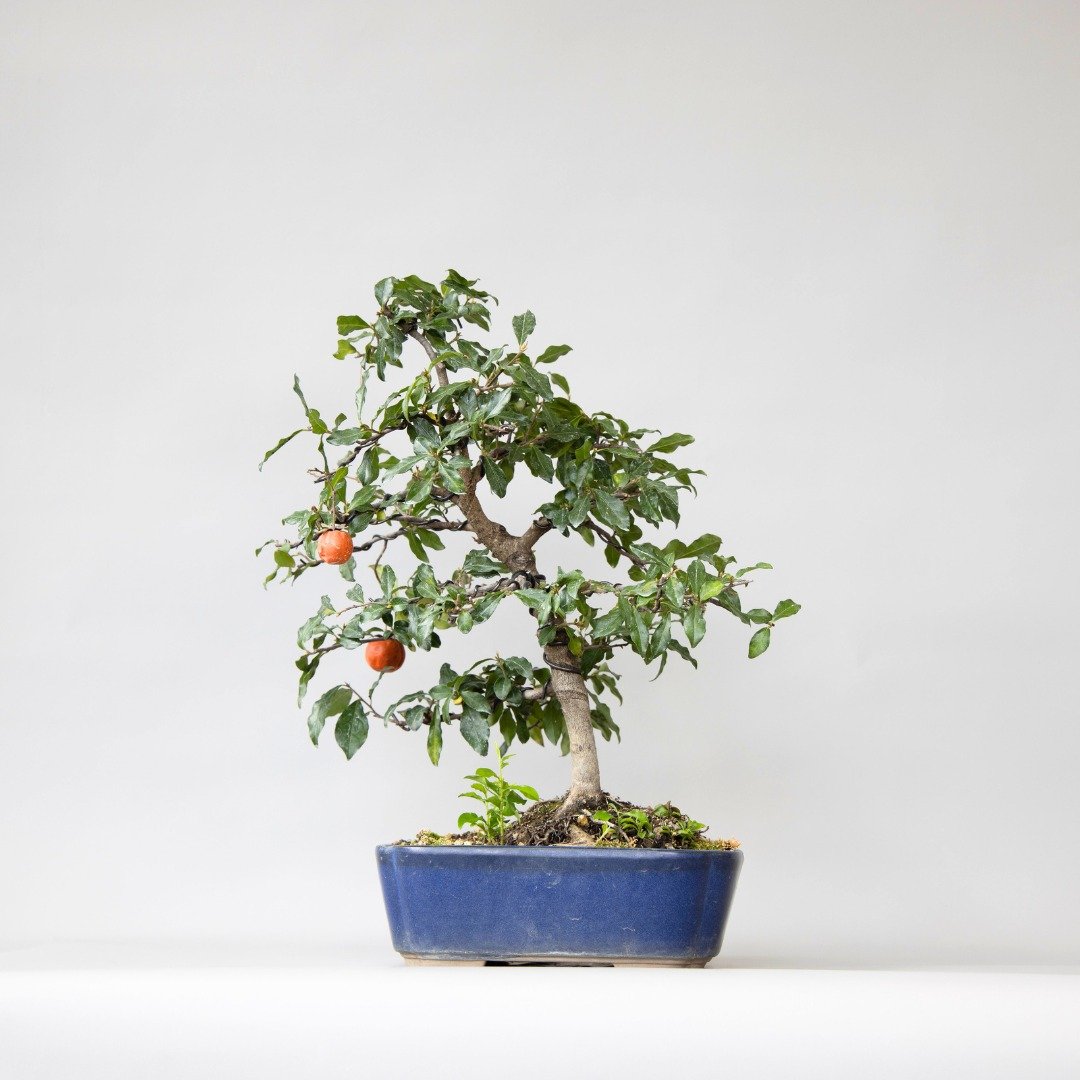 常盘柿 Persimmon | 盆景星球 Bonsai Planet - 植栽/盆栽 - 植物．花 