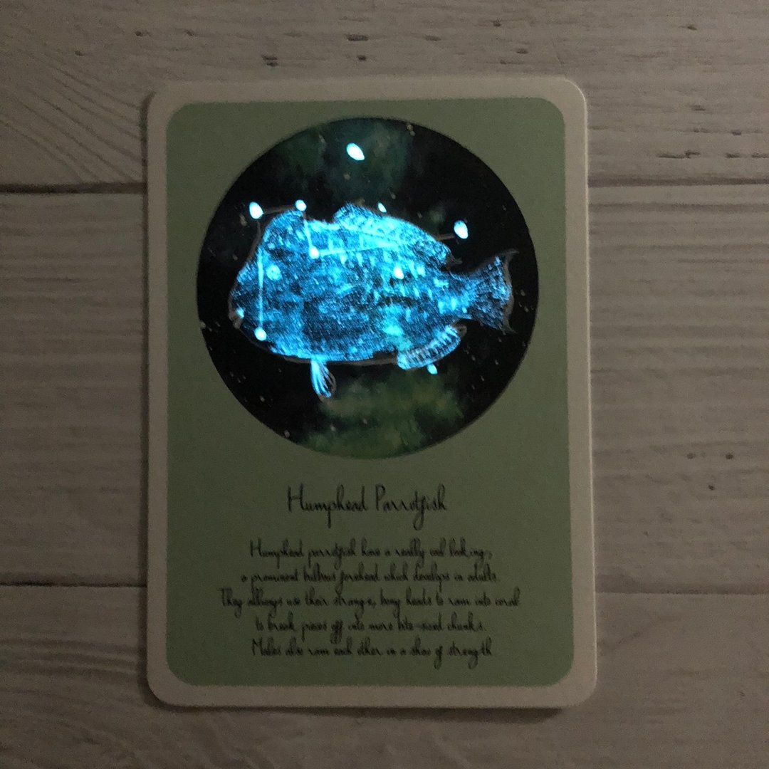 隆头鹦哥鱼 星空明信片 (萤光) - 卡片/明信片 - 纸 