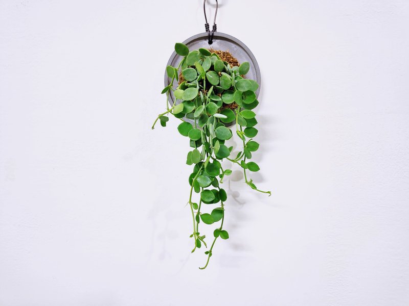 串钱藤│水泥上板植栽│室内植物│窗边植物│观叶植物 - 植栽/盆栽 - 植物．花 绿色
