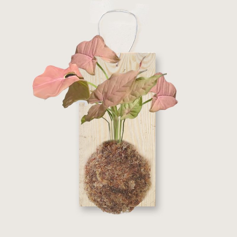 植栽 室内盆栽 粉红佳人合果芋 上板 - 植栽/盆栽 - 木头 粉红色