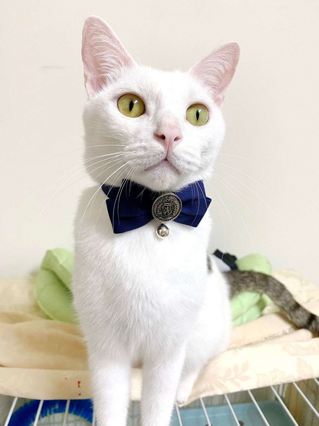 猫咪狗狗兔子鸭子-小型(P-S)-三角巾领巾项圈项链 猫咪安全扣-V - 项圈/牵绳 - 其他材质 多色