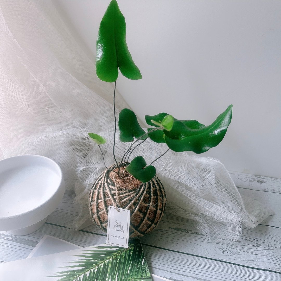 苔球 心叶蕨 心愿蕨 室内植栽 - 植栽/盆栽 - 植物．花 