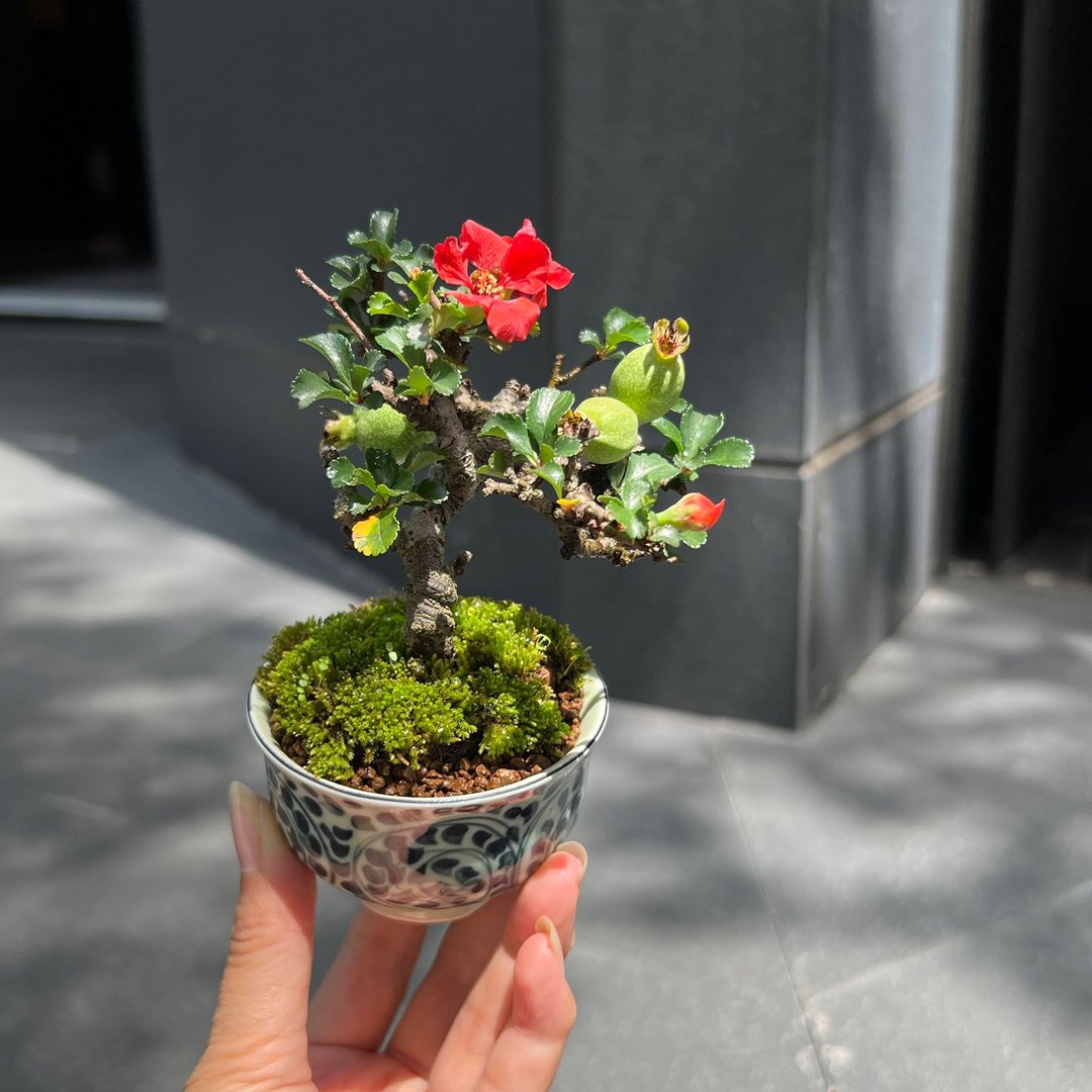 日本红花长寿梅∣迷你盆景 开花中 - 植栽/盆栽 - 植物．花 