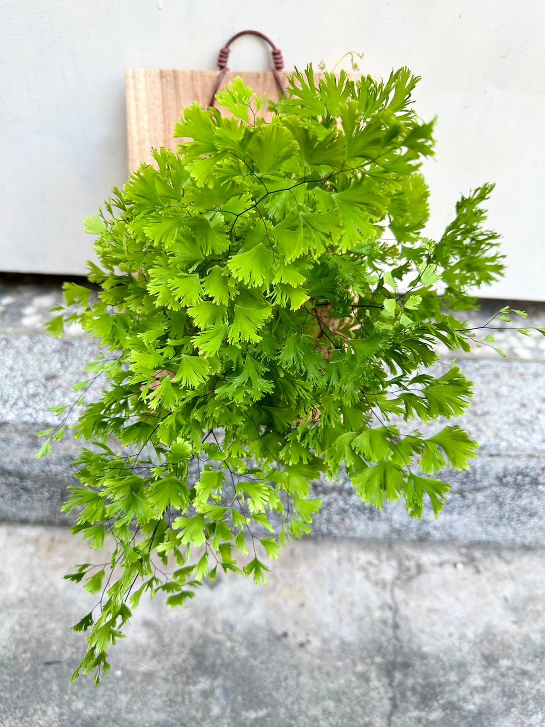 【缀化铁线蕨(大板)】开幕送礼 生日礼物 上板 观叶植物 开幕摆设 - 植栽/盆栽 - 植物．花 