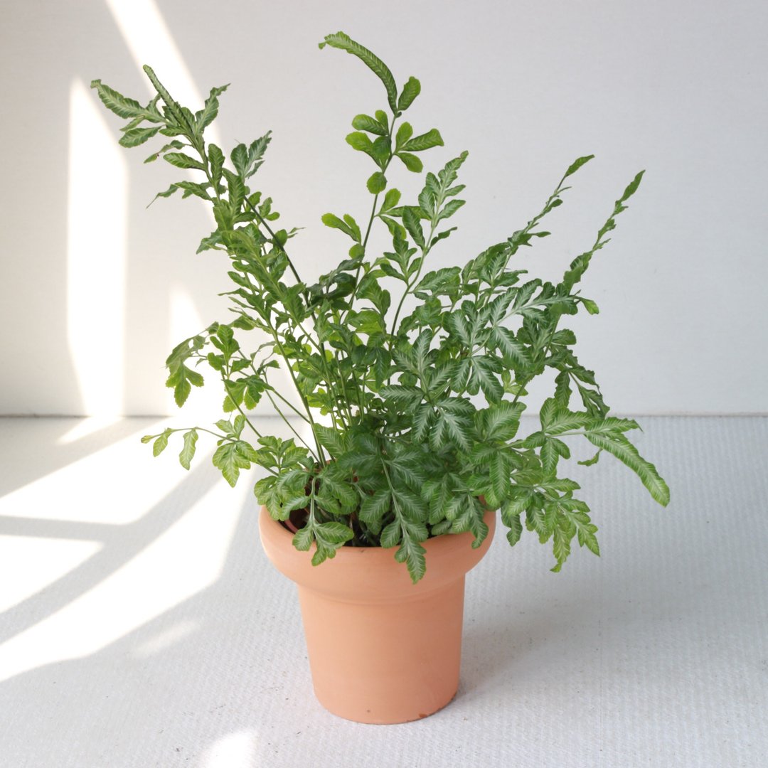 植栽 盆栽 l 银脉凤尾蕨 冰淇淋杯陶盆 蕨类植物  室内室外好照顾 - 植栽/盆栽 - 陶 