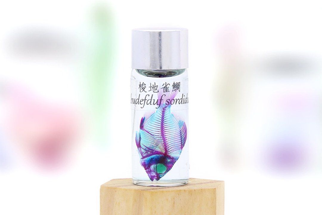透明生物标本 - 梭地雀鲷 Abudefduf sordidus 【网络限定】 - 摆饰 - 玻璃 