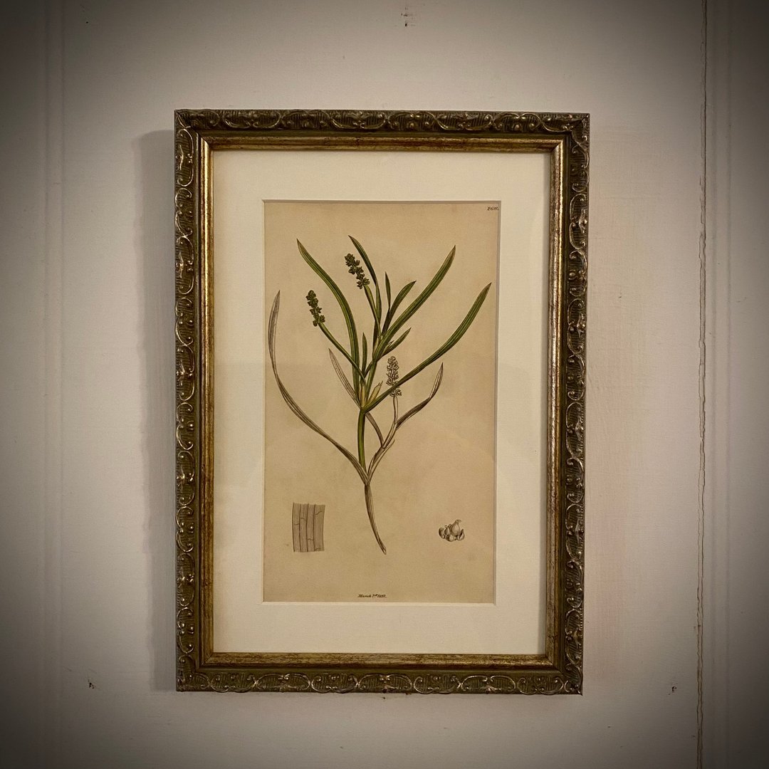 英国出版English Botany百年植物版画/已重新表框 - 墙贴/壁贴 - 纸 卡其色
