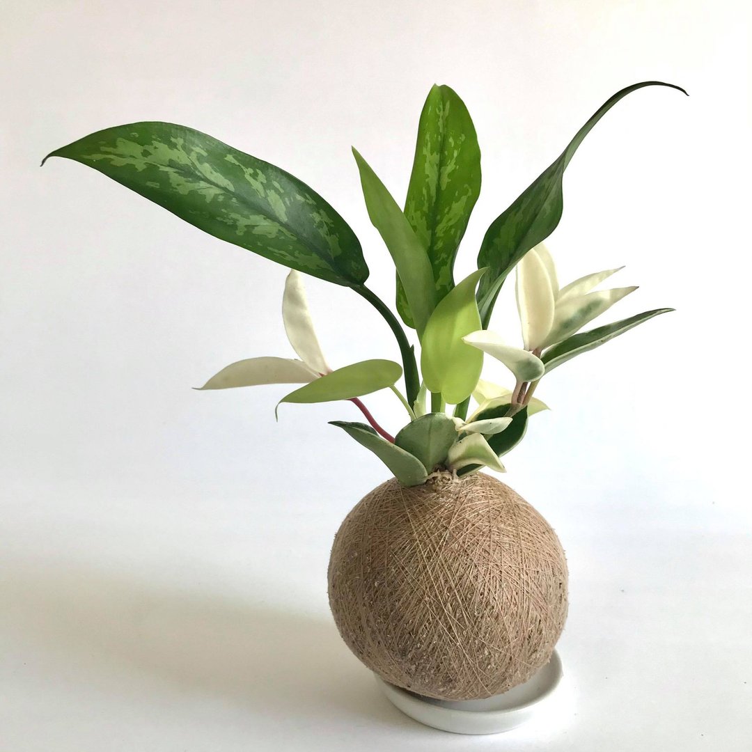 黑美人粗肋草 三品组合植栽苔球 - 植栽/盆栽 - 植物．花 