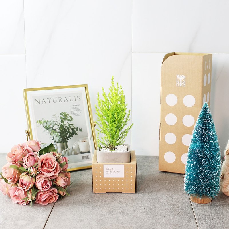 香冠柏 | 柠檬+柏树的气味 | 金冠柏 | 耶诞树 | 阳光植物 - 植栽/盆栽 - 植物．花 绿色