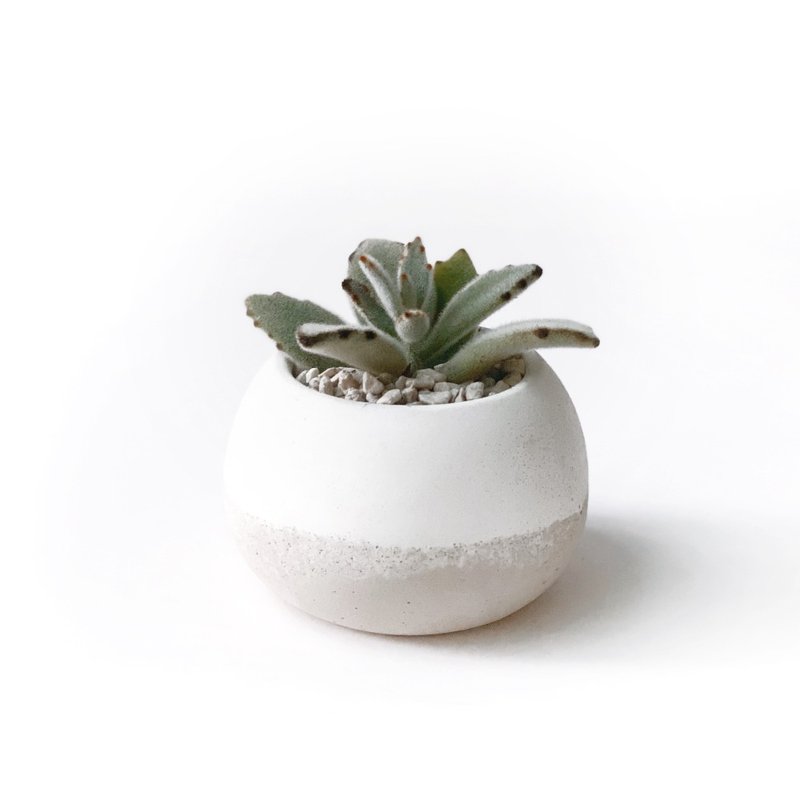 奶茶系列 | 月兔耳 圆润造型双色水泥多肉植栽 肥圆 - 植栽/盆栽 - 植物．花 卡其色