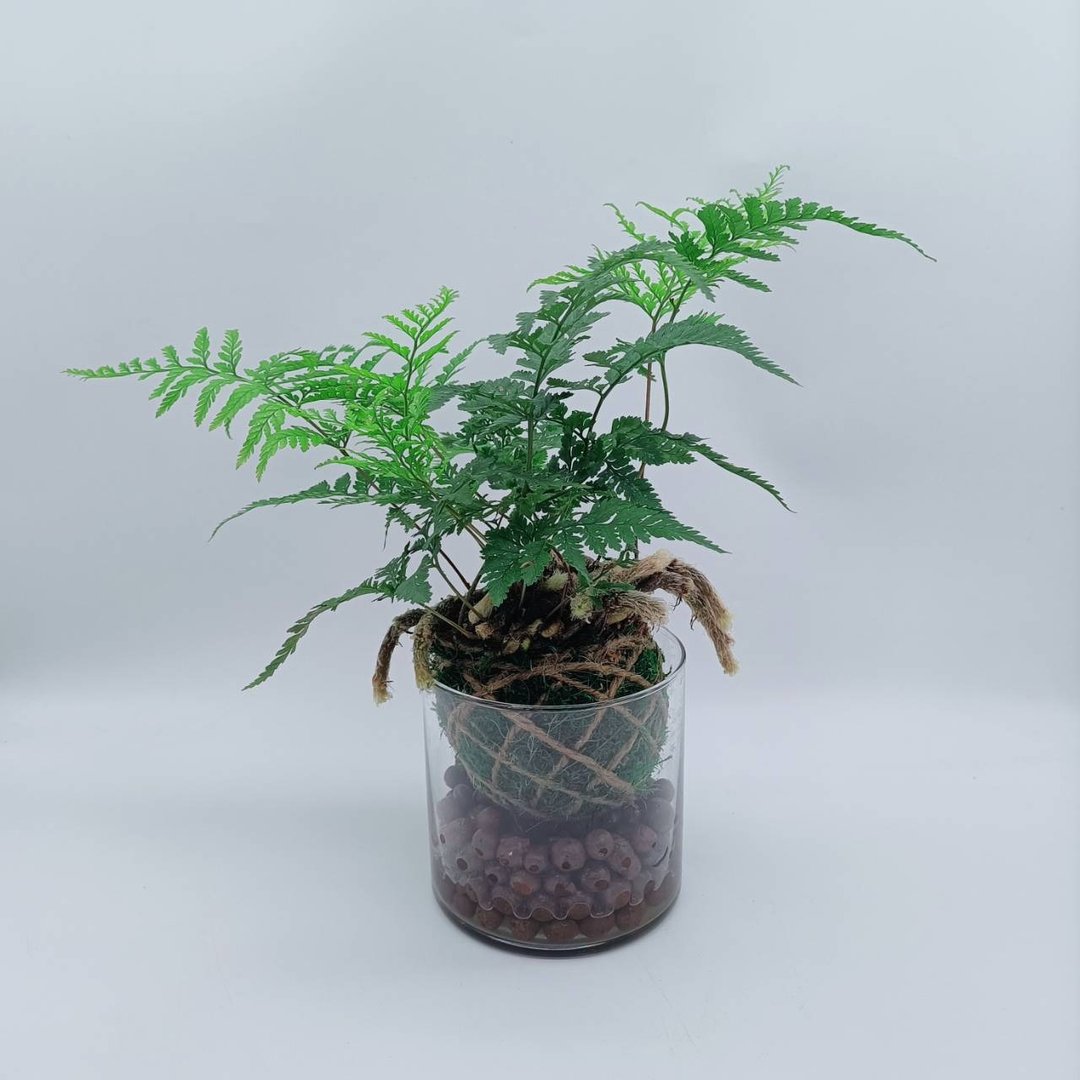 苔球植物  兔脚蕨  室内植物  懒人盆栽  蕨类 - 植栽/盆栽 - 植物．花 