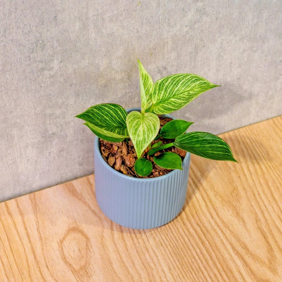 铂金蔓绿绒 莫兰迪色系直纹陶盆 室内植物 观叶植物 礼物 盆栽 - 植栽/盆栽 - 植物．花 蓝色