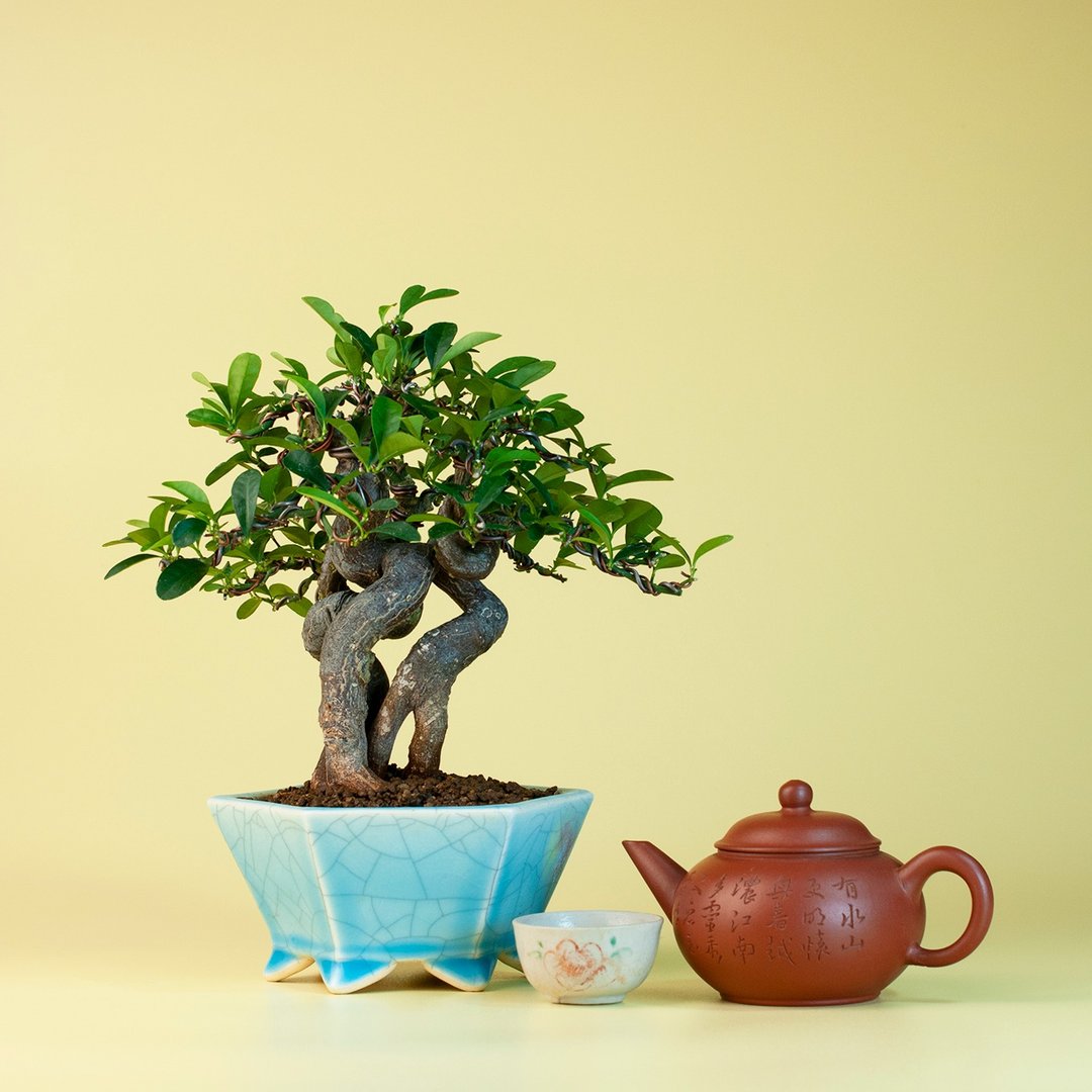 【花果植物】金豆柑 小品盆景 多干树型 盆栽 盆景 - 植栽/盆栽 - 植物．花 