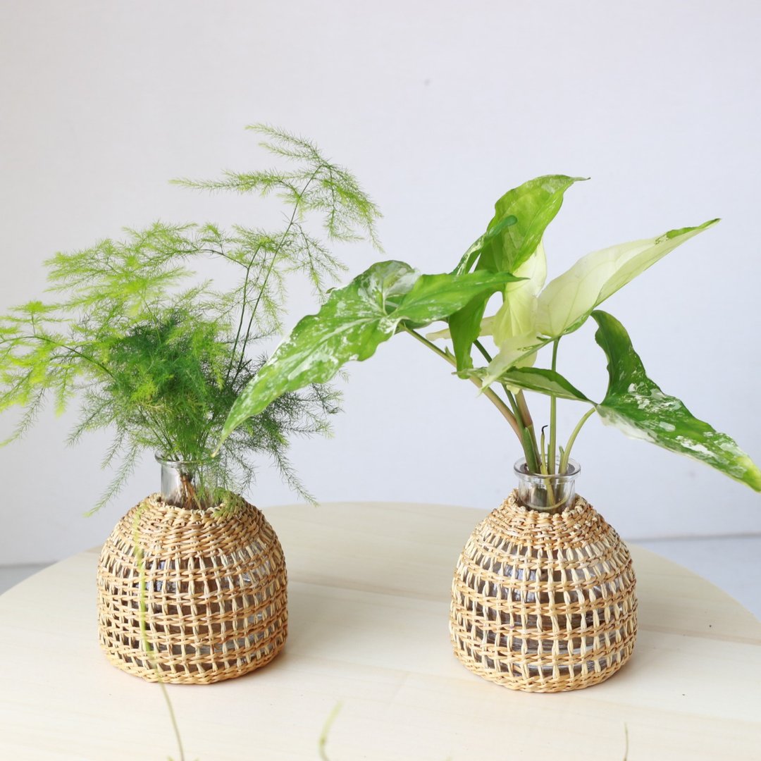 水培植栽│大理石合果芋_室内植物 办公室盆栽  植栽 盆栽 水耕 - 植栽/盆栽 - 玻璃 