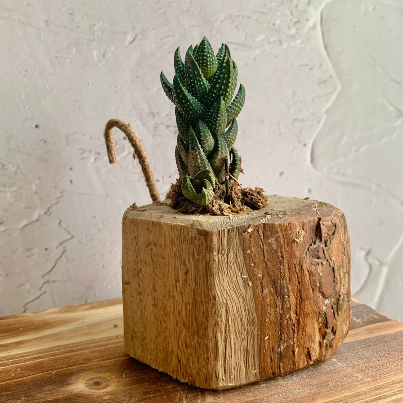 手工木作设计 盆栽摆饰 多肉植物 十二之卷 - 植栽/盆栽 - 木头 