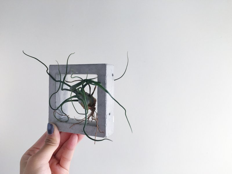 水泥空气草方框组合盆栽 (附植物) - 植栽/盆栽 - 水泥 灰色