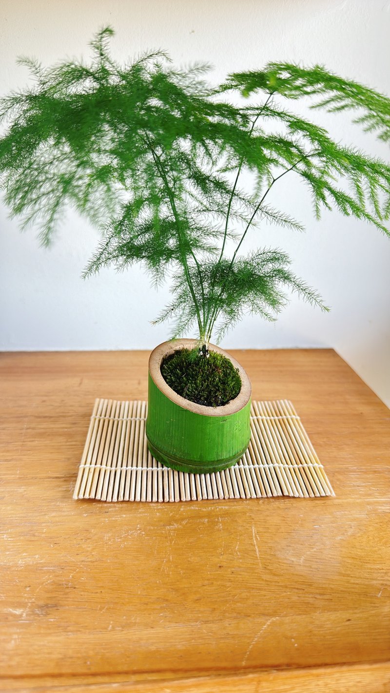 纯自然 胸有成竹 文竹禅意苔景 日式竹器桌上盆栽 迷你盆栽 - 植栽/盆栽 - 竹 绿色