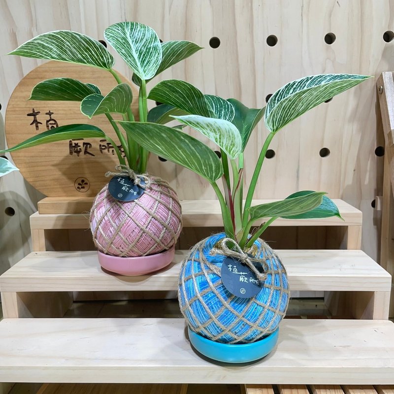 植蕨所在 铂金蔓绿绒 水苔球 水苔球植物 观叶植物 室内摆设 - 植栽/盆栽 - 植物．花 