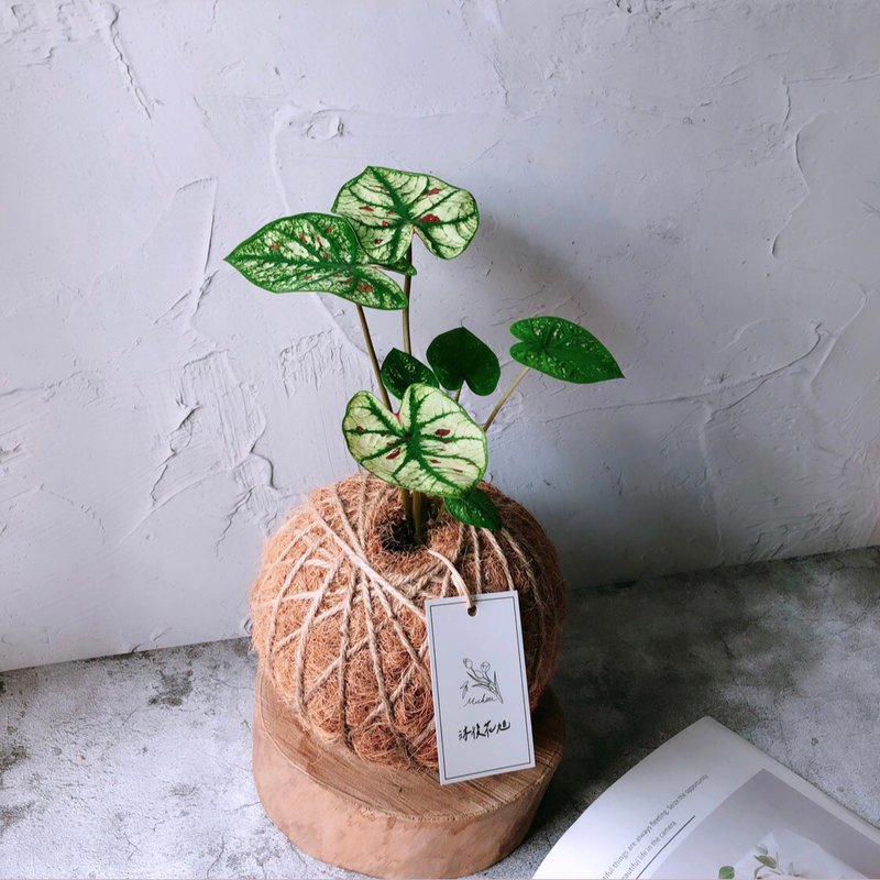 大苔球 彩叶芋 植栽 室内植物 - 植栽/盆栽 - 植物．花 