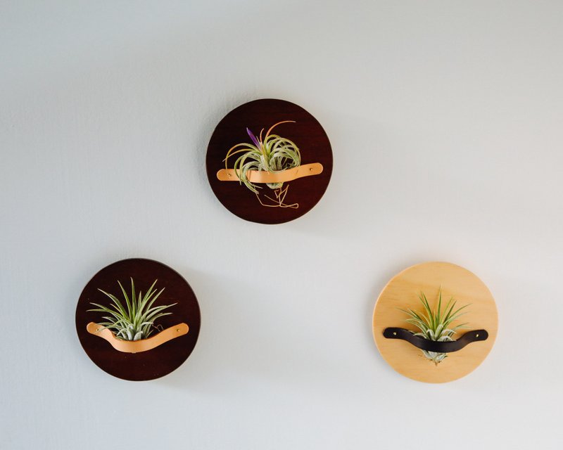 AIR PLANT HOLDER PLATE- 磁吸植物盆器盘- 木色 4入1组 - 花瓶/陶器 - 木头 咖啡色